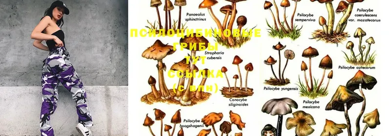 Галлюциногенные грибы Magic Shrooms  купить наркотики цена  Краснознаменск 